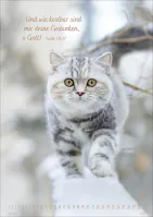 Kalender Mein Katzenkalender - Posterkalender Kalender Mein Katzenkalender - Posterkalender