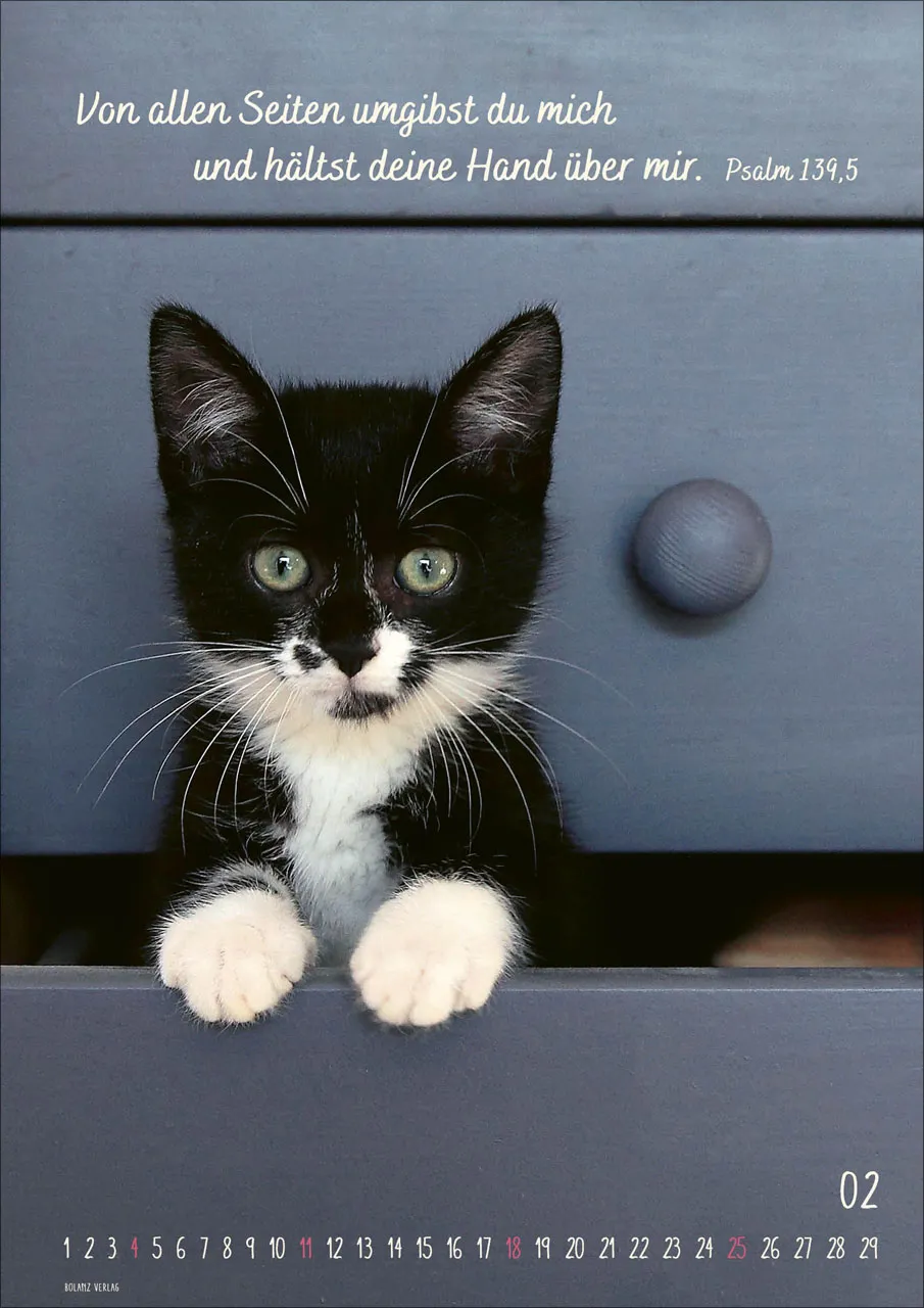Kalender Mein Katzenkalender - Posterkalender Kalender Mein Katzenkalender - Posterkalender
