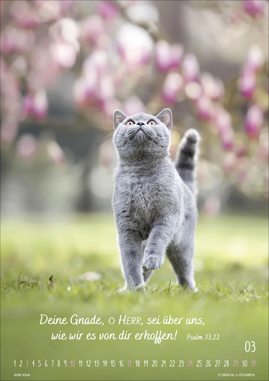 Kalender Mein Katzenkalender - Posterkalender Kalender Mein Katzenkalender - Posterkalender