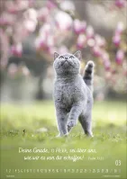 Kalender Mein Katzenkalender - Posterkalender Kalender Mein Katzenkalender - Posterkalender