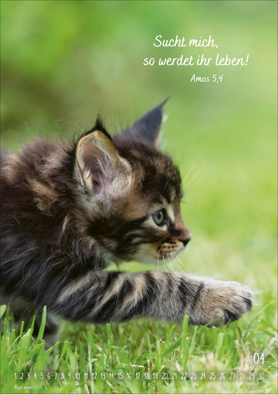 Kalender Mein Katzenkalender - Posterkalender Kalender Mein Katzenkalender - Posterkalender