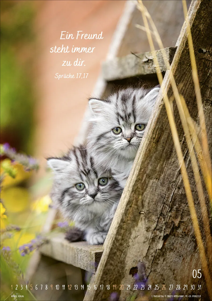 Kalender Mein Katzenkalender - Posterkalender Kalender Mein Katzenkalender - Posterkalender