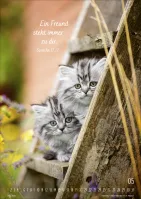 Kalender Mein Katzenkalender - Posterkalender Kalender Mein Katzenkalender - Posterkalender