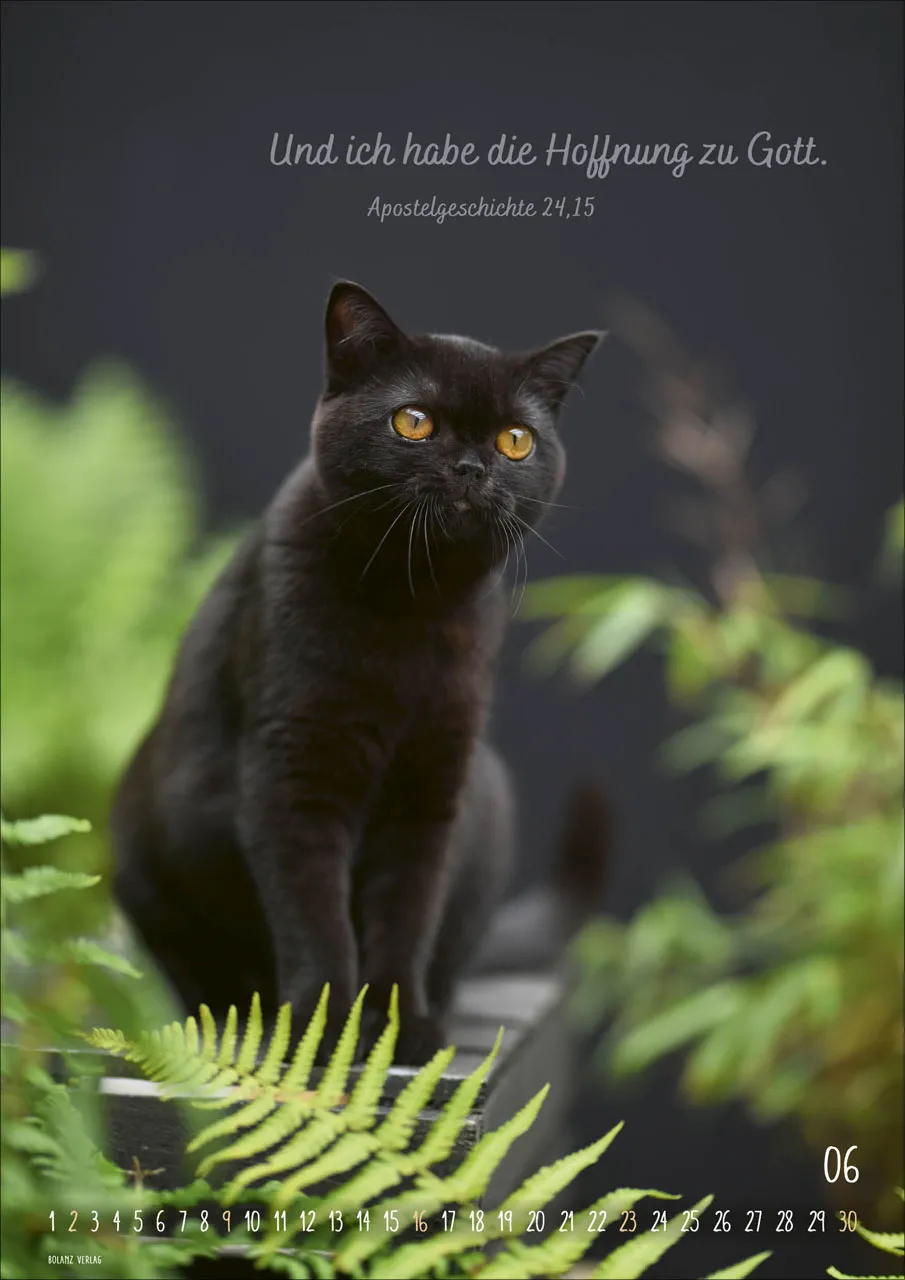 Kalender Mein Katzenkalender - Posterkalender Kalender Mein Katzenkalender - Posterkalender