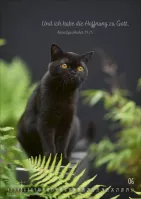 Kalender Mein Katzenkalender - Posterkalender Kalender Mein Katzenkalender - Posterkalender