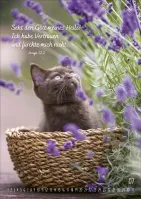 Kalender Mein Katzenkalender - Posterkalender Kalender Mein Katzenkalender - Posterkalender