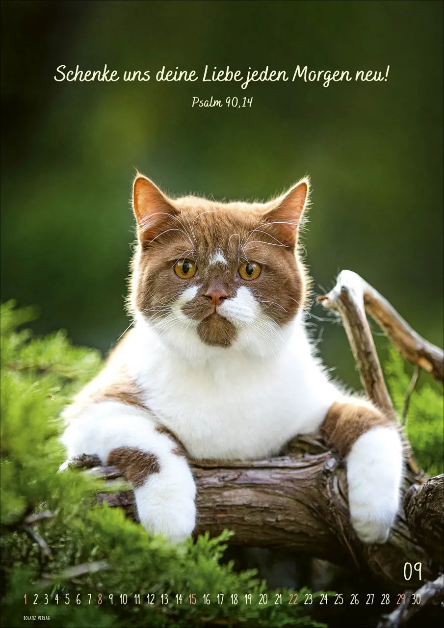 Kalender Mein Katzenkalender - Posterkalender Kalender Mein Katzenkalender - Posterkalender