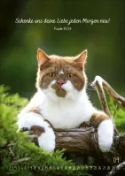 Kalender Mein Katzenkalender - Posterkalender Kalender Mein Katzenkalender - Posterkalender