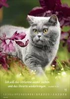 Kalender Mein Katzenkalender - Posterkalender Kalender Mein Katzenkalender - Posterkalender
