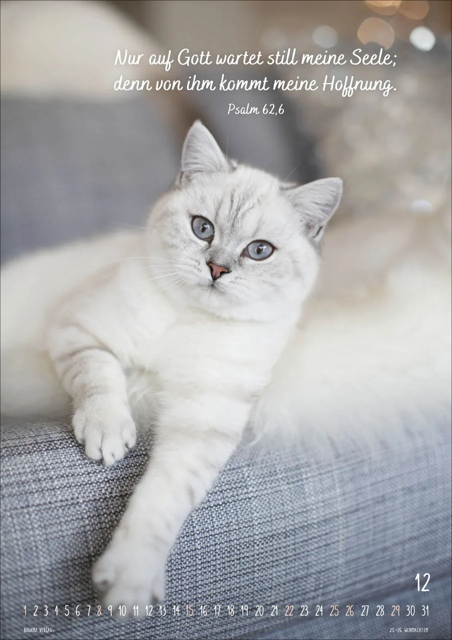 Kalender Mein Katzenkalender - Posterkalender Kalender Mein Katzenkalender - Posterkalender