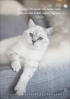 Kalender Mein Katzenkalender - Posterkalender Kalender Mein Katzenkalender - Posterkalender