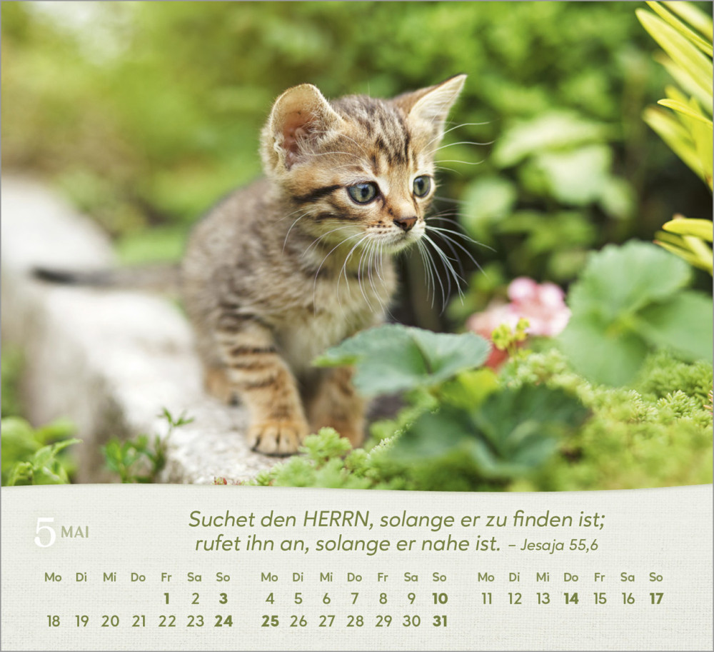Katzen - Tischkalender