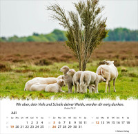 Kalender Ein Leben für die Schafe - Tischkalender
