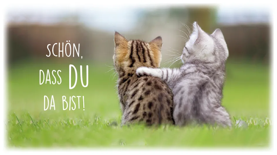 Schokolade Katzenfreunde
